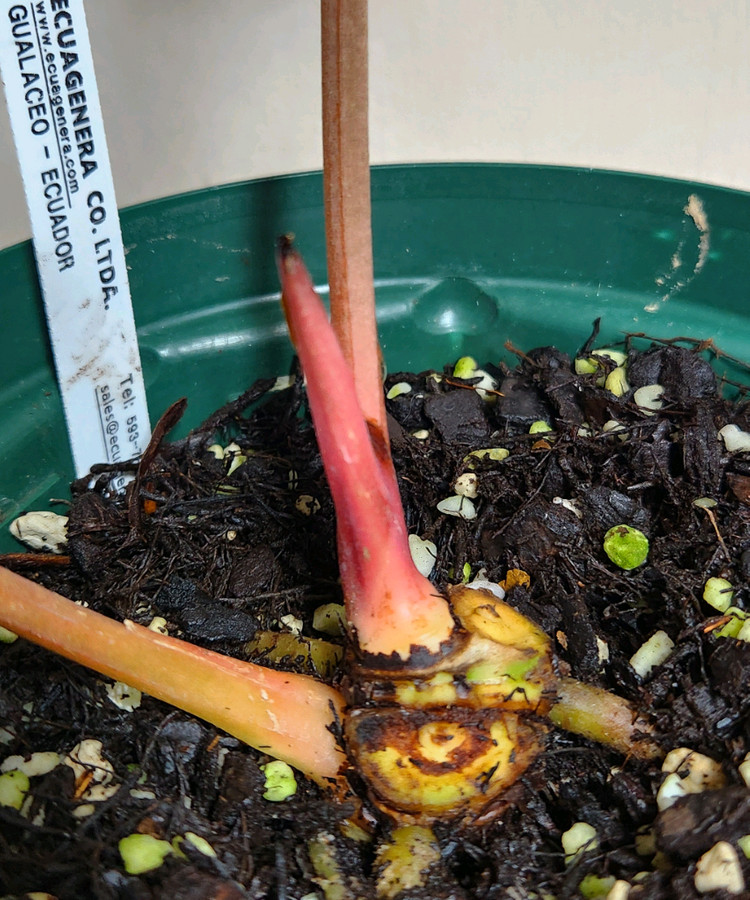 안스리움 칼라블랙키(에콰)--2