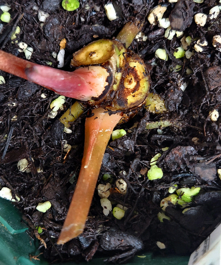 안스리움 칼라블랙키(에콰)--3