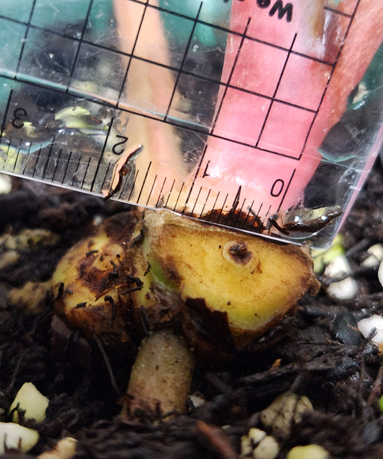 안스리움 칼라블랙키(에콰)--4