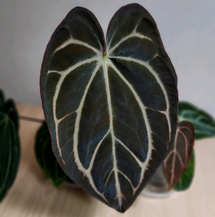 안스리움 칼라블랙키(에콰)--5