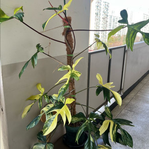 필로덴드론 플로리다뷰티 바리에가타 이미지