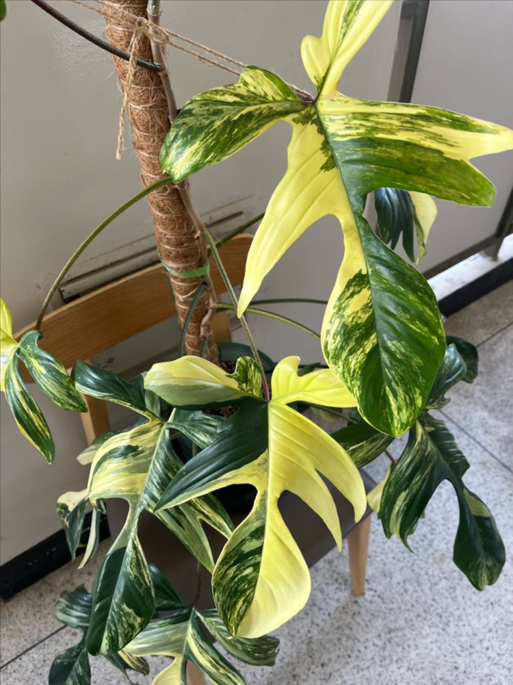 필로덴드론 플로리다뷰티 바리에가타 이미지