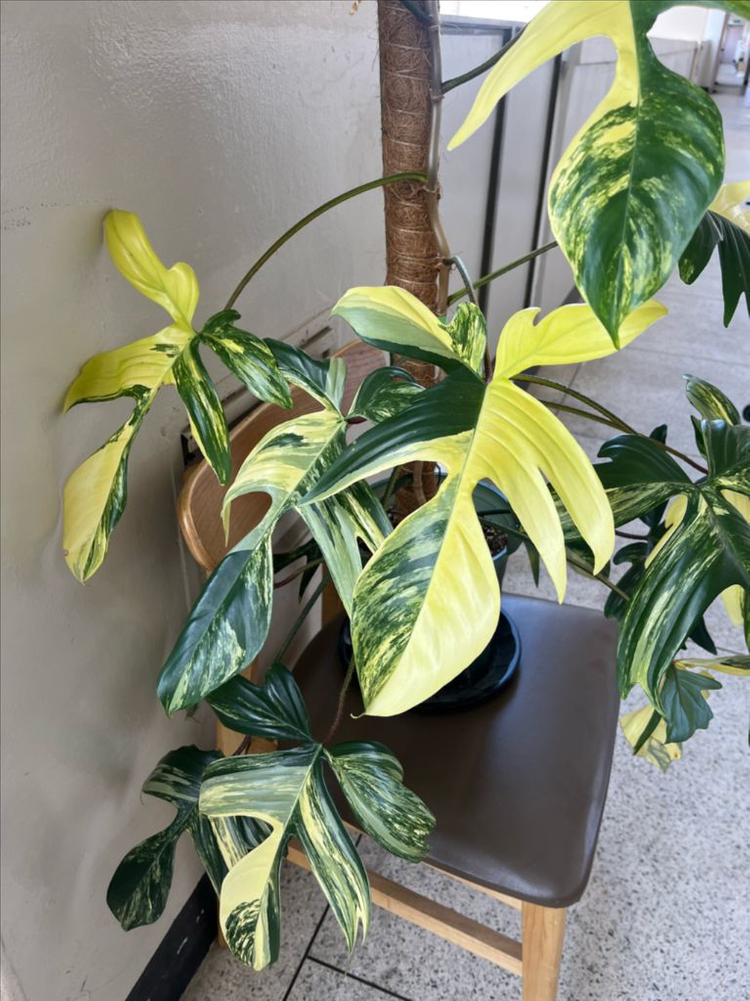 필로덴드론 플로리다뷰티 바리에가타 이미지