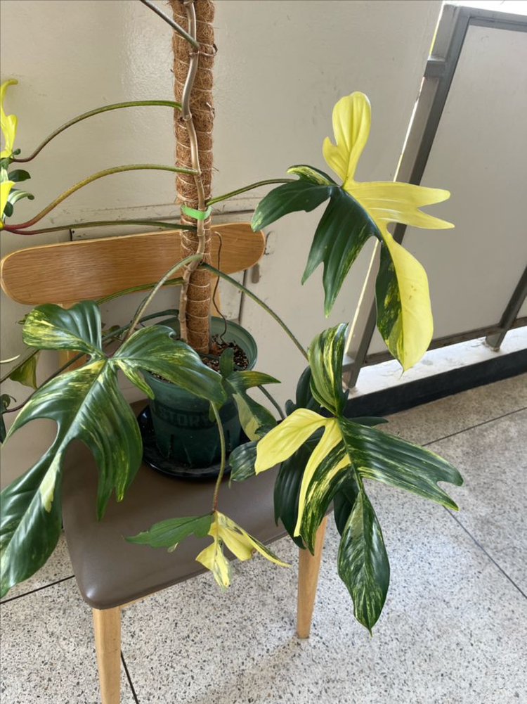 필로덴드론 플로리다뷰티 바리에가타 이미지