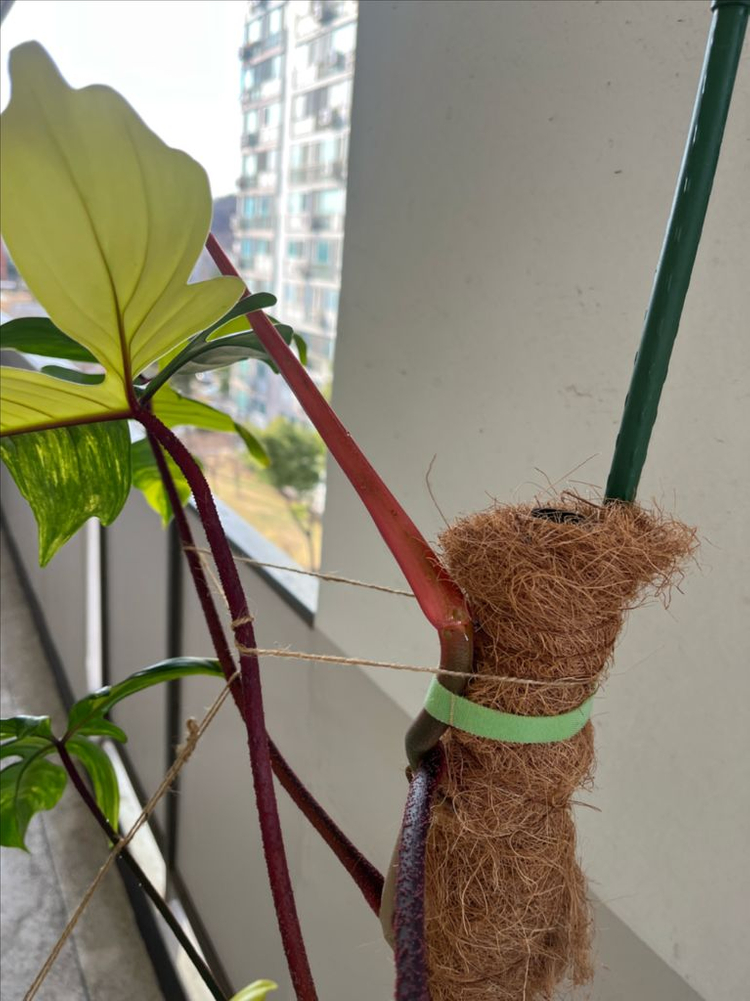 필로덴드론 플로리다뷰티 바리에가타 이미지