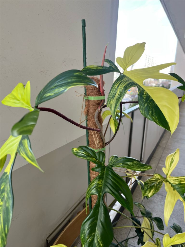 필로덴드론 플로리다뷰티 바리에가타 이미지