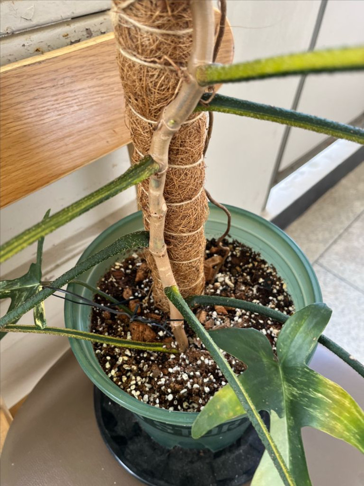 필로덴드론 플로리다뷰티 바리에가타 이미지