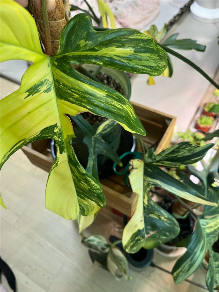 필로덴드론 플로리다뷰티 바리에가타 이미지