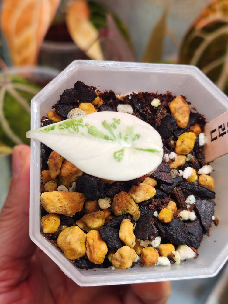 알로카시아 마하라니 알보 바리에가타 이미지