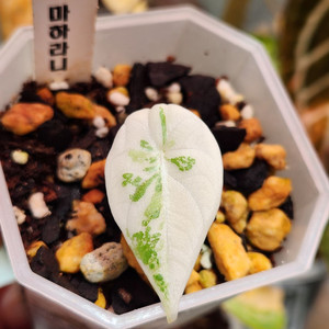 알로카시아 마하라니 알보 바리에가타 이미지