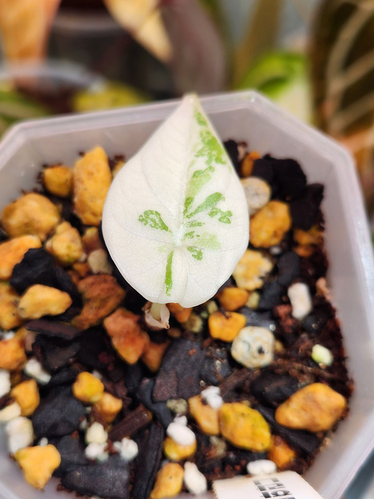 알로카시아 마하라니 알보 바리에가타 이미지