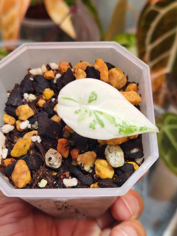 알로카시아 마하라니 알보 바리에가타 이미지