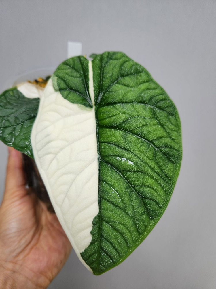 알로카시아 마하라니 알보 바리에가타 이미지