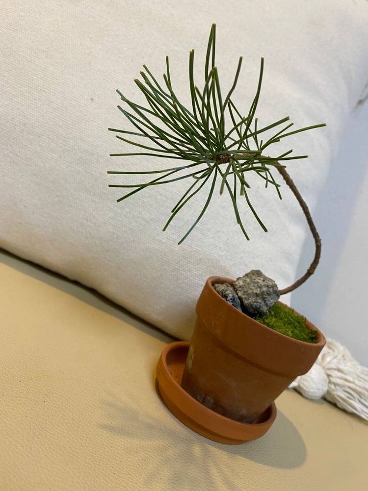 소나무 화분(받침포함) 이미지