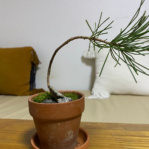 소나무 화분(받침포함) 이미지