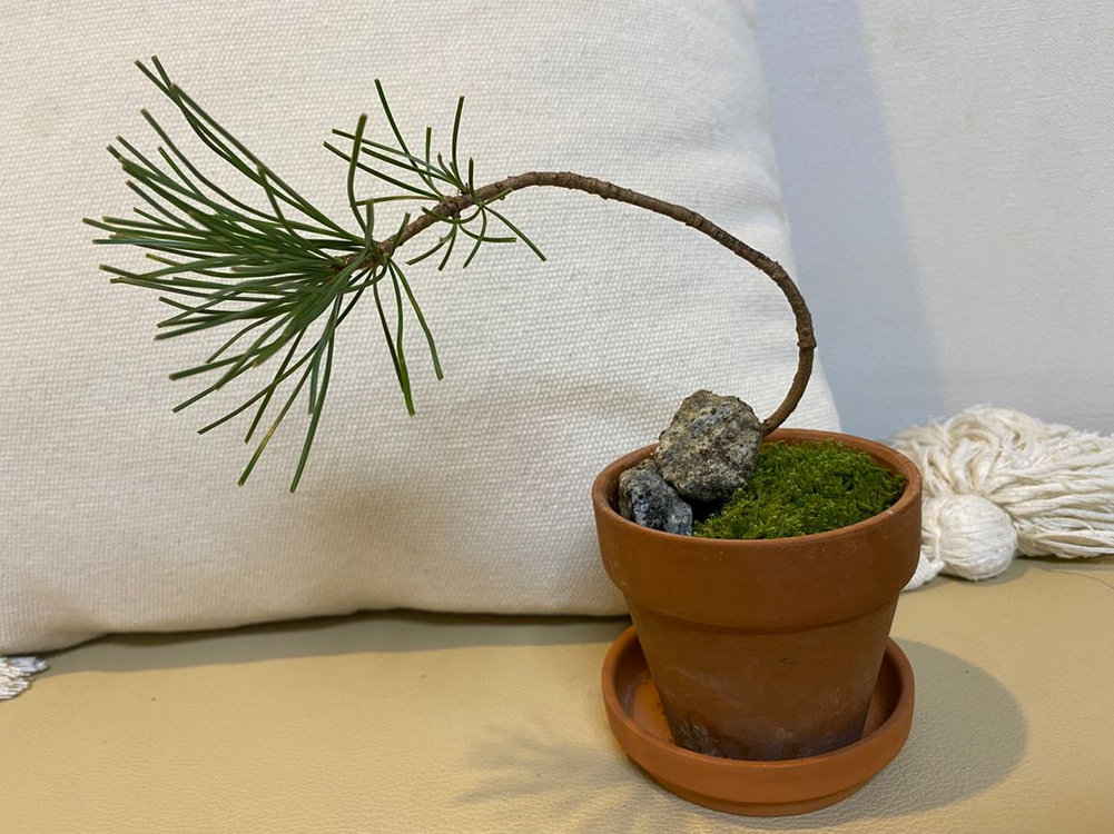 소나무 화분(받침포함) 이미지