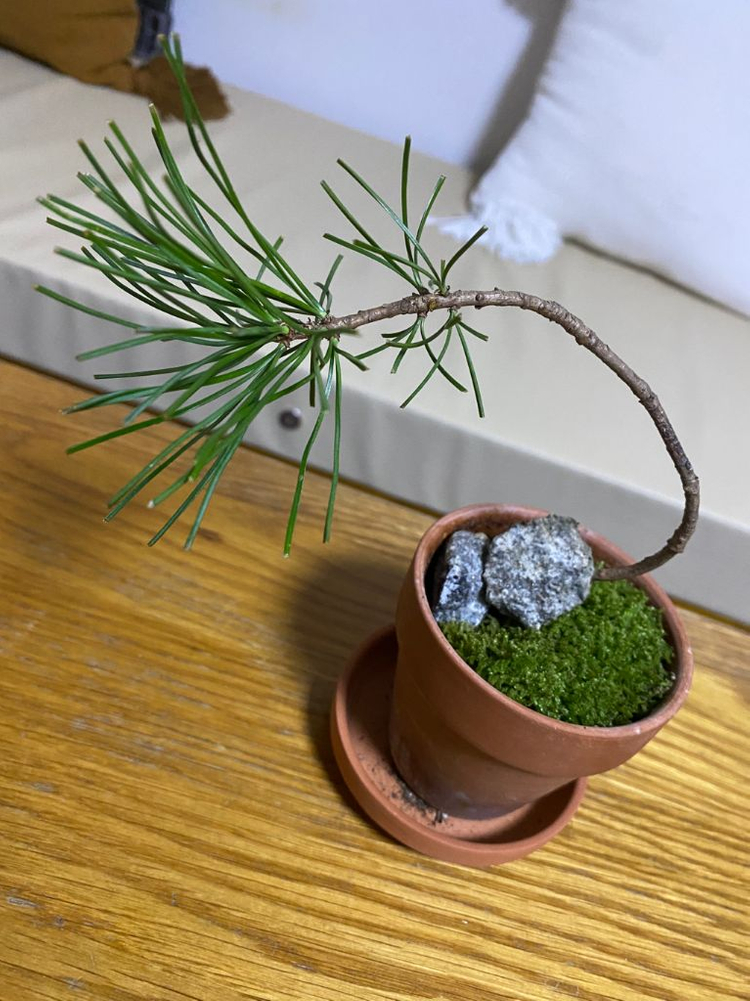 소나무 화분(받침포함) 이미지