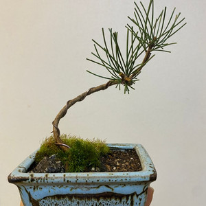 소나무 bonsai 분재 이미지