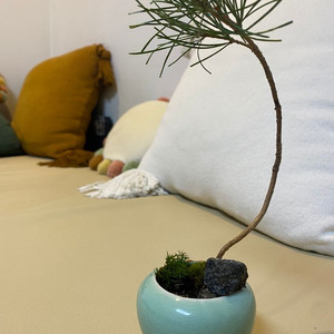 소나무 미니분재(2년생) 이미지