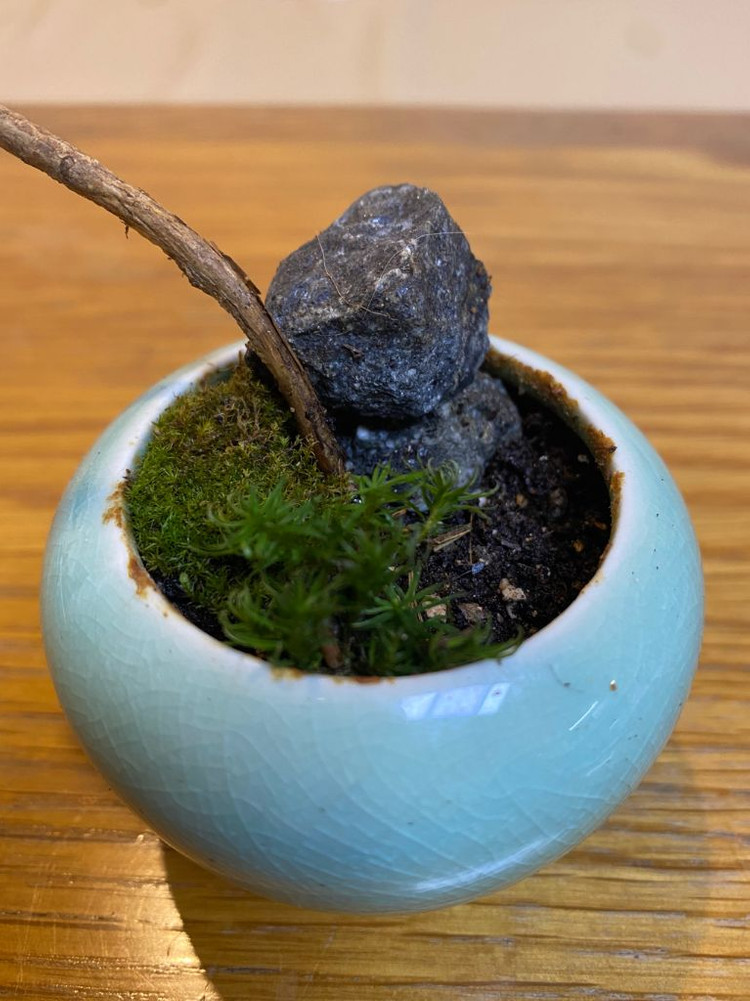 소나무 미니분재(2년생) 이미지