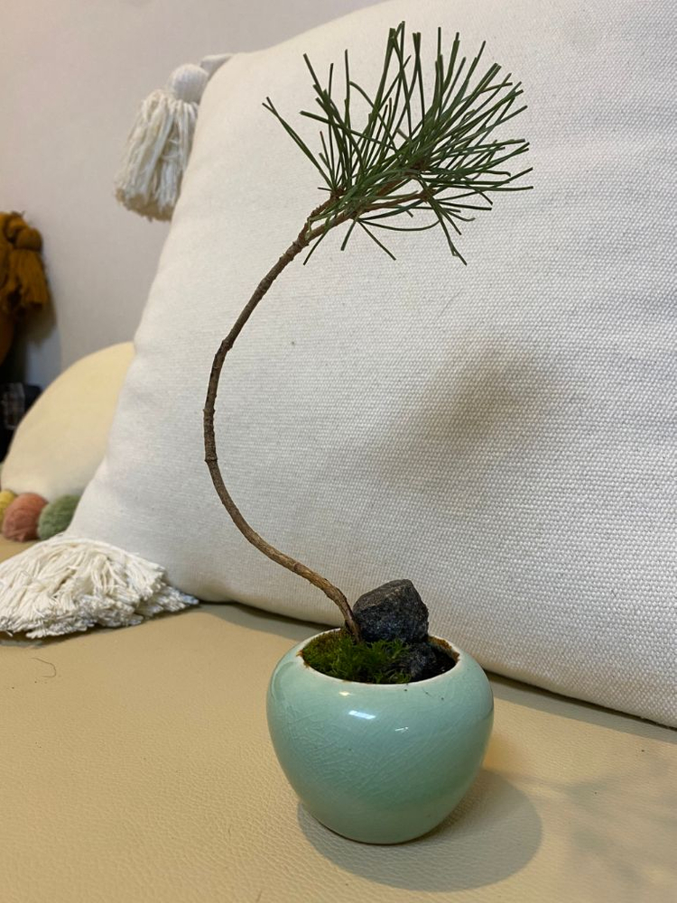 소나무 미니분재(2년생) 이미지