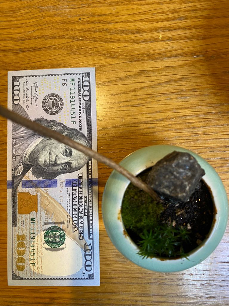 소나무 미니분재(2년생) 이미지