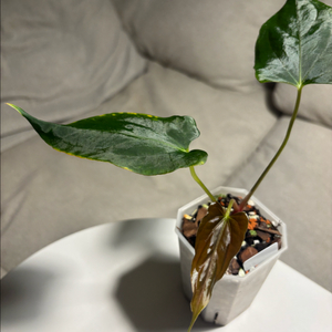 안스리움 포츠셔면 jv 셀프씨들링