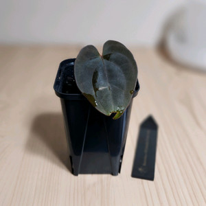 안스리움 블랙드레스xRG드레스f2다크클론(그랜트)