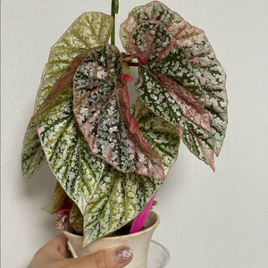 베고니아 스노우캡 핑크 바리에가타 외목대 이미지