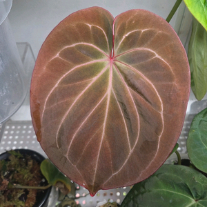 안스리움 킹오스 라운드폼 다크폼