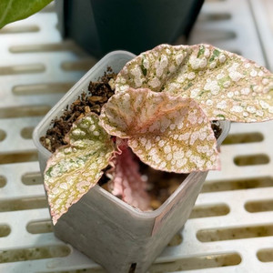 베고니아 스노우캡 핑크바리에가타 이미지