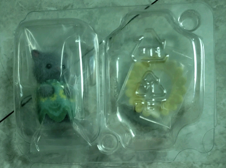 실바니안 숲의요정 시크릿 페르시안 회색 고양이 아기 판매 이미지