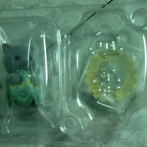 실바니안 숲의요정 시크릿 페르시안 회색 고양이 아기 판매 이미지