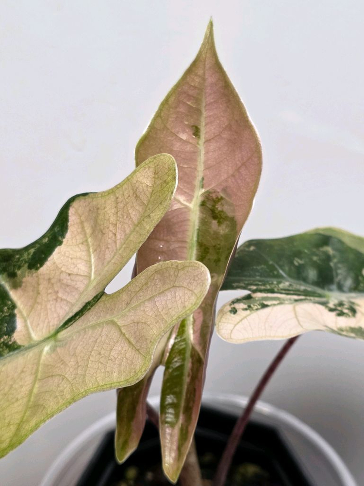 알로카시아 푸세이도 산데리아나 핑크 바리에가타(자구묘) 신엽 사진 추가 업데이트 이미지