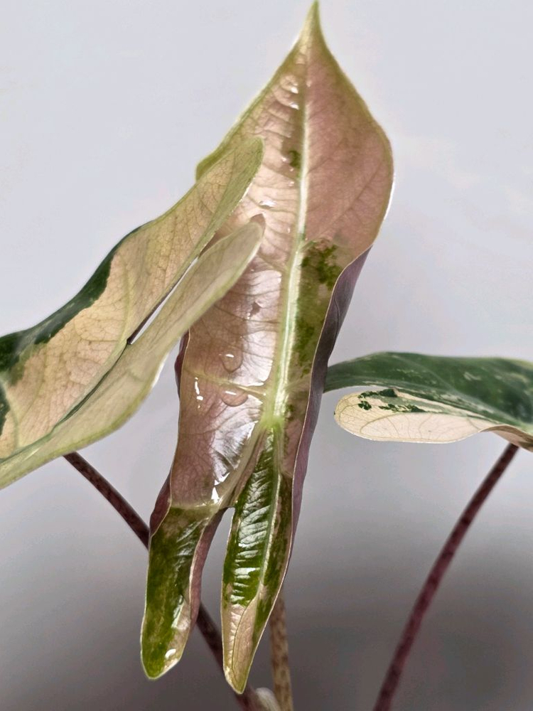 알로카시아 푸세이도 산데리아나 핑크 바리에가타(자구묘) 신엽 사진 추가 업데이트 이미지