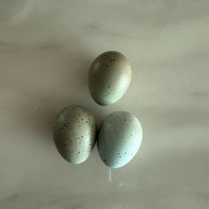 미니메추리 종란 이미지