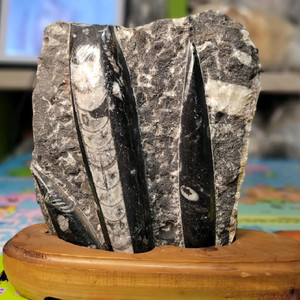 오소세라스화석