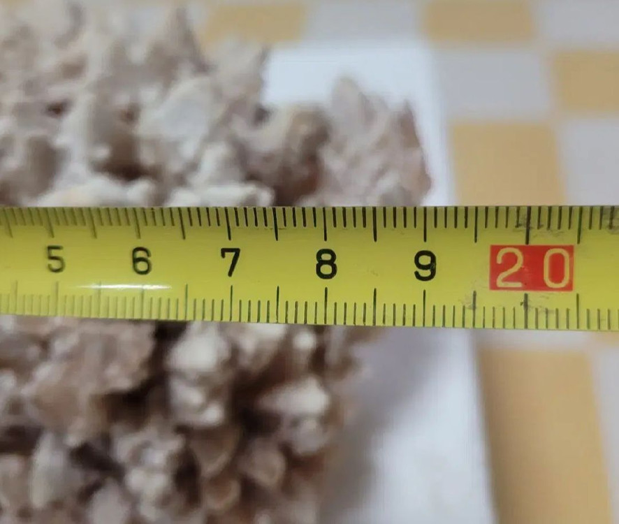 도그투스 칼사이트--3