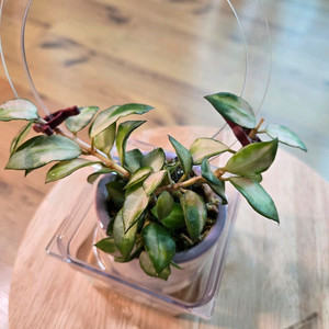 호야 라쿠노사 트리컬러 브루노