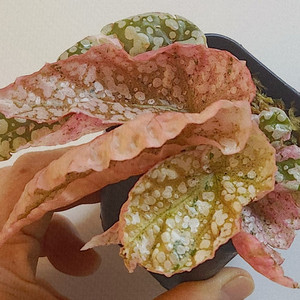 베고니아 스노우캡 핑크 바리에가타 No3.더컸어요 이미지