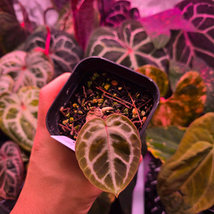 안스리움 레드x킹오스