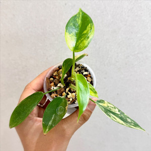 플로리다 뷰티 바리에가타 촉세개 이미지