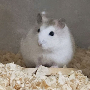 햄스터 용품판매하고 분양 급처 합니다 (케이지, 간식, 기타 등) 이미지