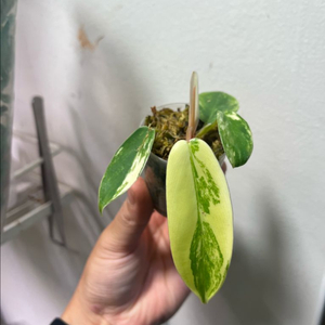 필로덴드론 플로리다뷰티 바리에가타 이미지