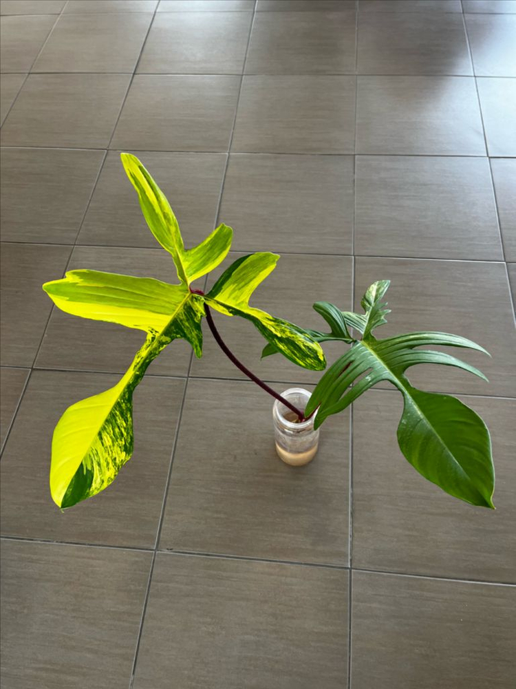 필로덴드론 플로리다뷰티 바리에가타 이미지