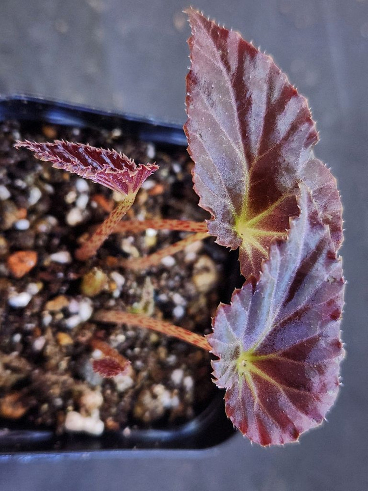 베고니아5종일괄/chloroxus 외4종 이미지