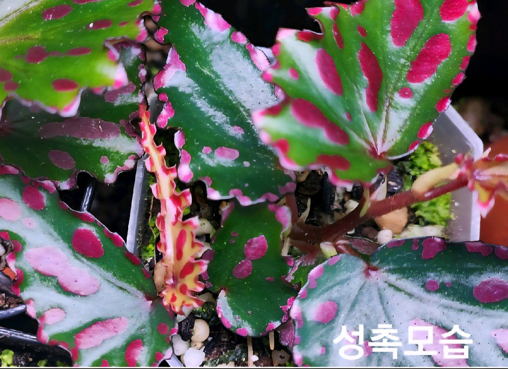 베고니아5종일괄/chloroxus 외4종 이미지