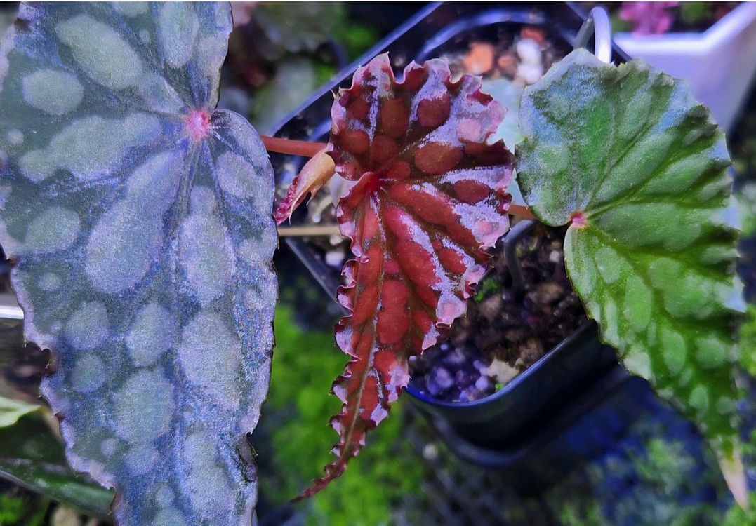 베고니아5종일괄/chloroxus 외4종 이미지