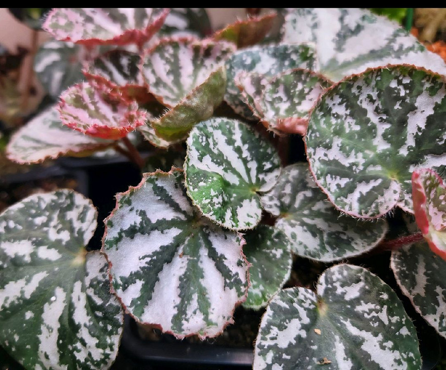 베고니아5종일괄/chloroxus 외4종 이미지