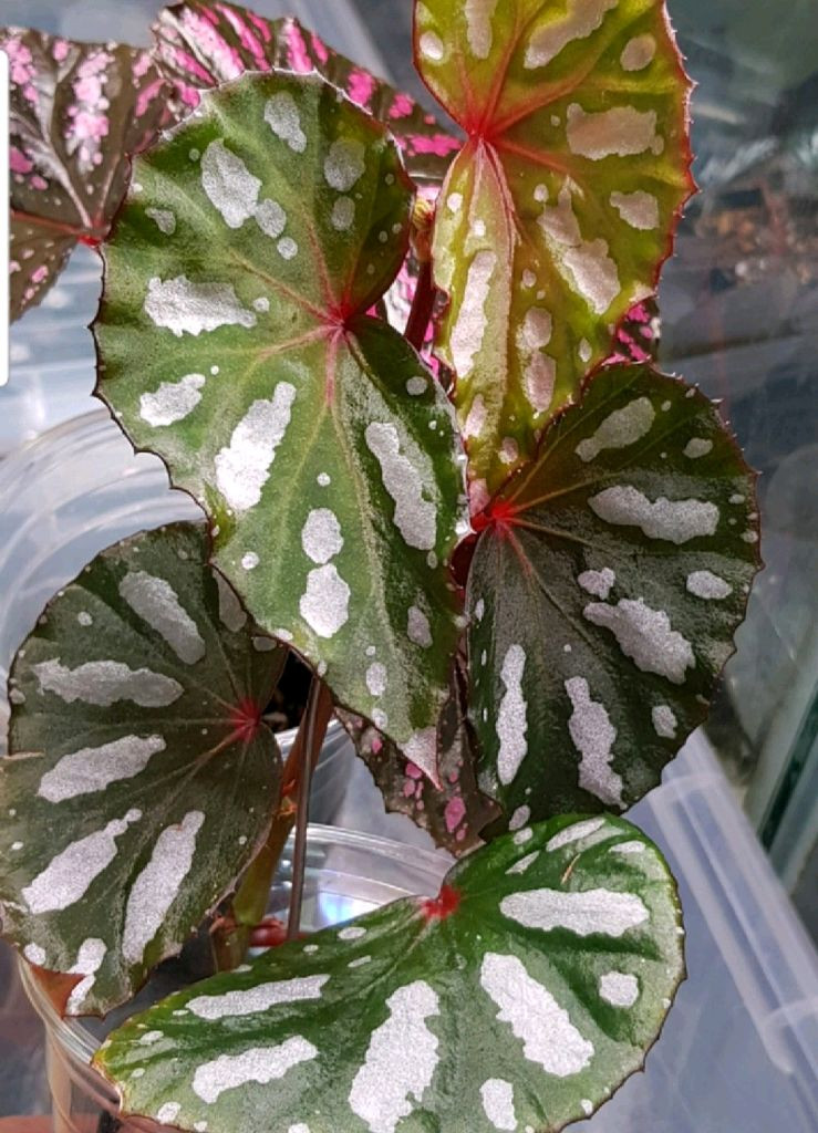 베고니아5종일괄/chloroxus 외4종 이미지